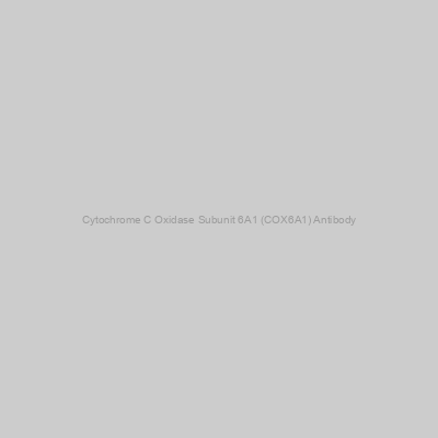 Abbexa - Cytochrome C Oxidase Subunit 6A1 (COX6A1) Antibody